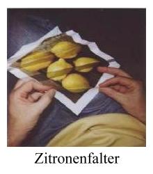 Zitronenfalter - JPG